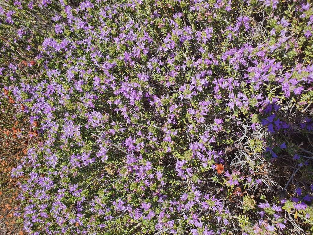 Altra pianta fotografata in Grecia